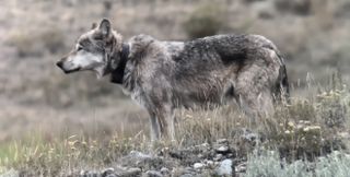 wolf wearing a tracking collar on a grassy landscape