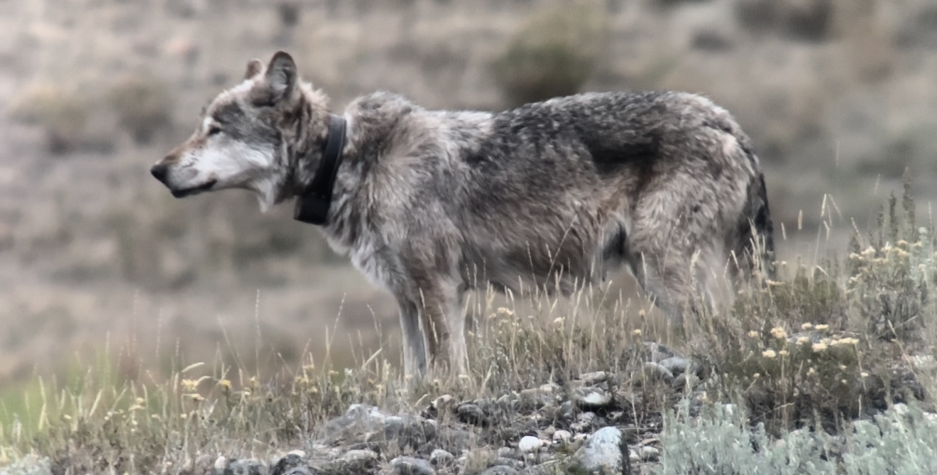 lobo usando uma coleira de rastreamento em uma paisagem gramada