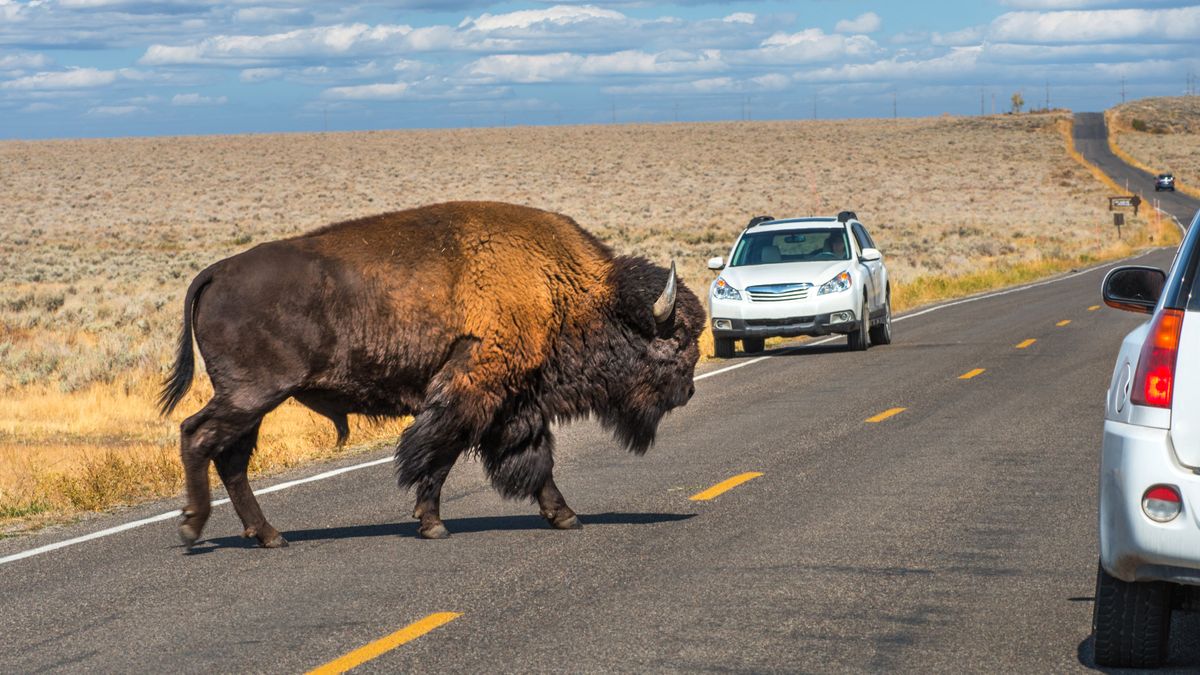 Bison on road at Yellowstone National Park