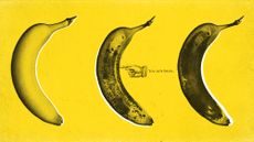 Illustration of three ripening bananas and a location symbol