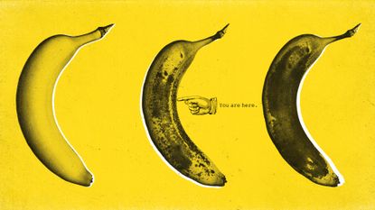 Illustration of three ripening bananas and a location symbol