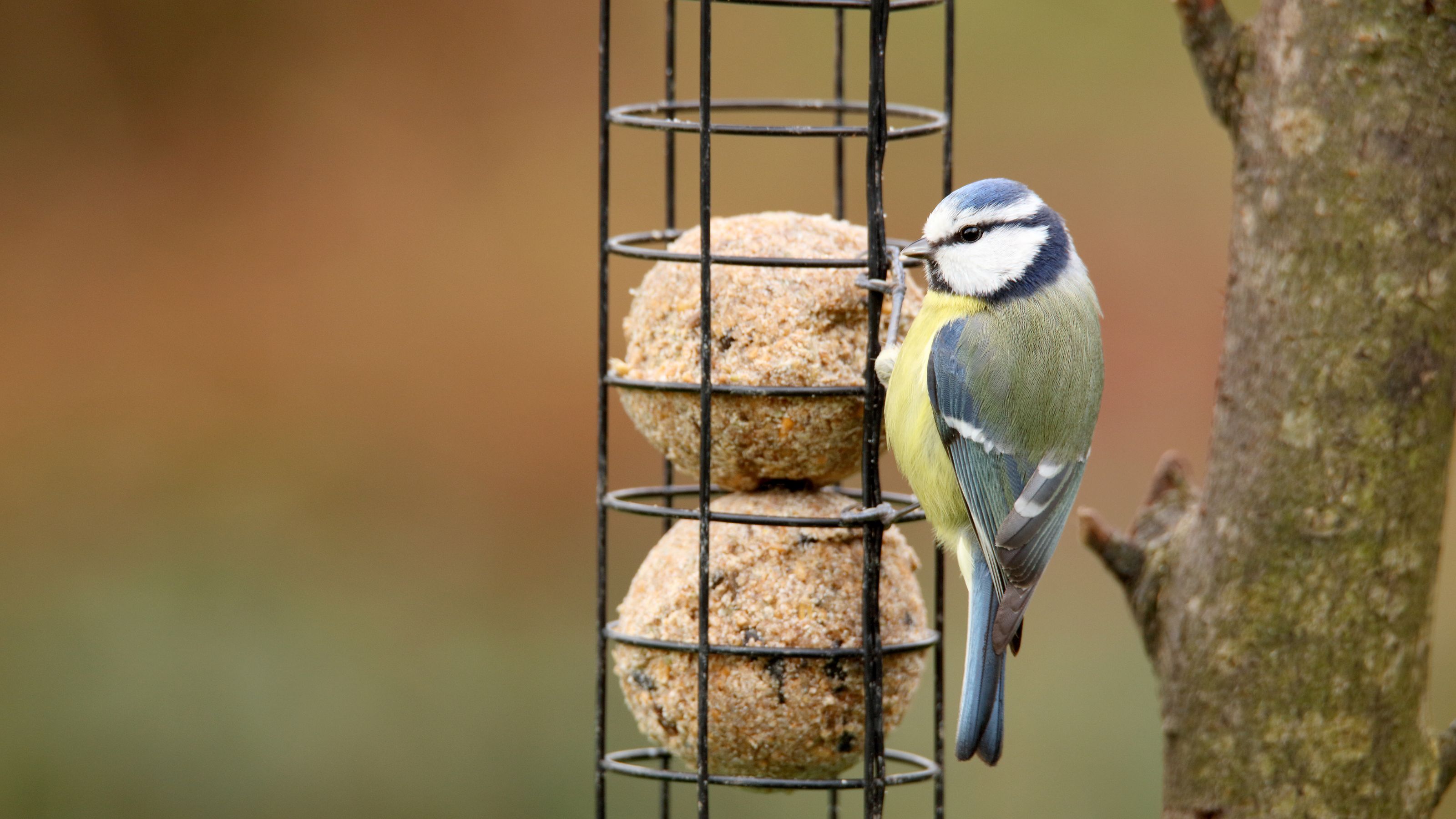 Great tit and blue tit eating from fat ball birdfeeder
