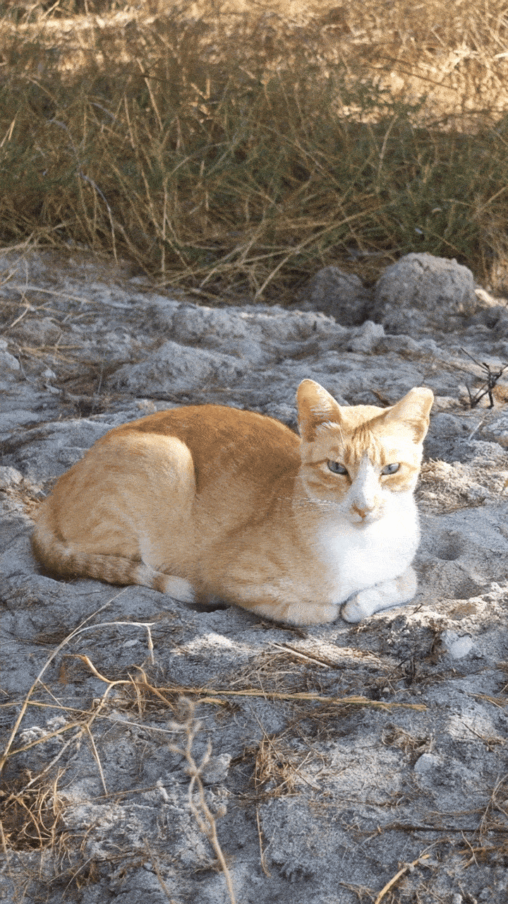 A cat burying its paws in the sand