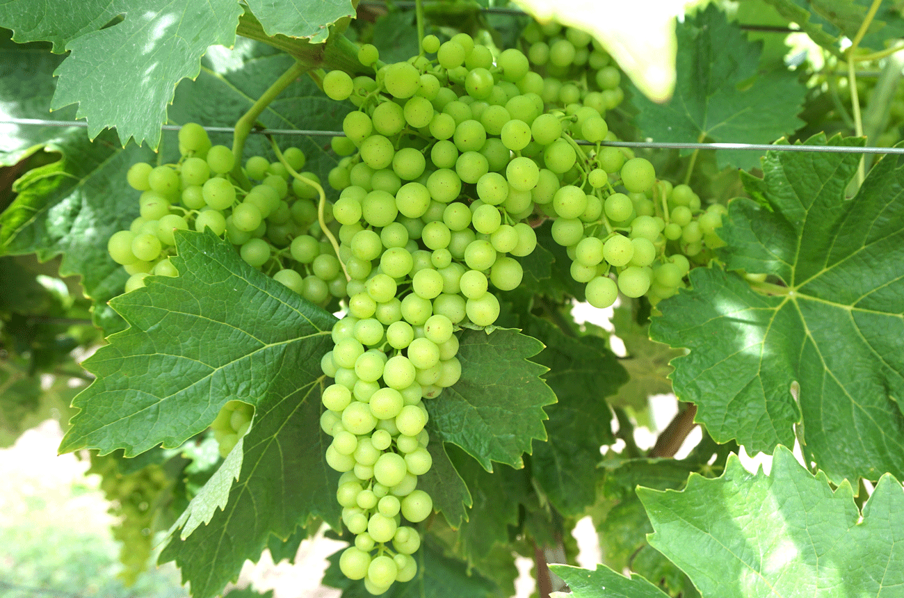 Cognac grapes