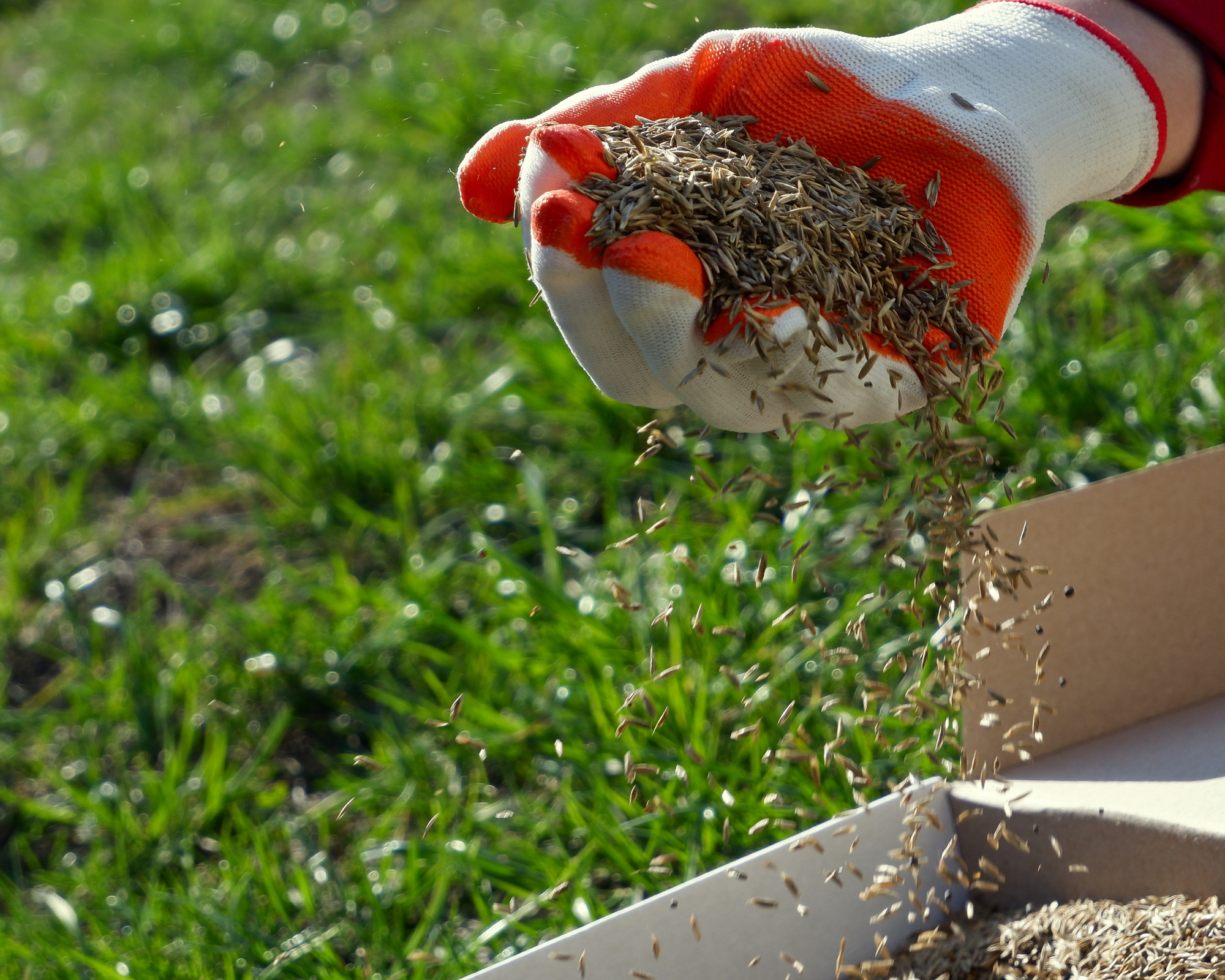 person wearing gardening gloves with handful of grass seed ready to overseed lawn