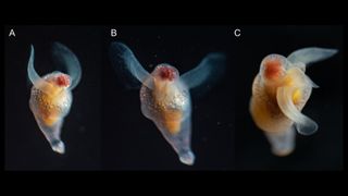 Clione limacina antarctica, also known as a sea angel. Specimens were observed in 2018 (A, B) and 2019 (C).