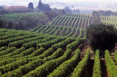 Ornellaia Bellaria vineyard