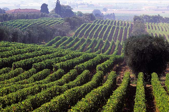 Ornellaia Bellaria vineyard