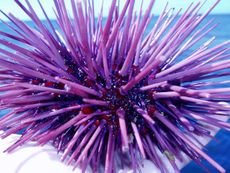 An adult purple sea urchin.