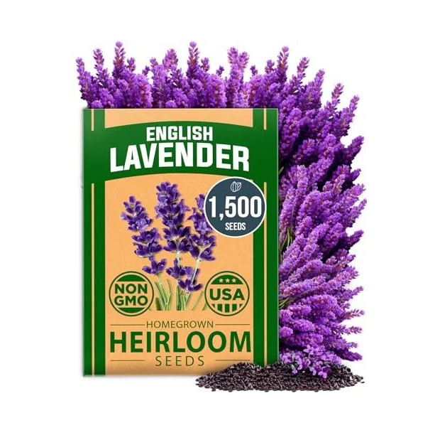 English Lavender Seeds 