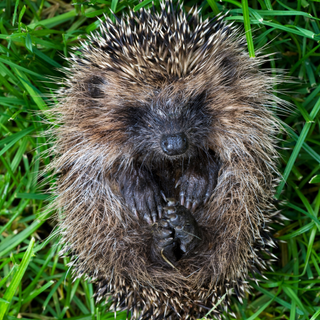 A hedgehog curled up in the grass.