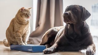 A ginger cat and a brown lab sitting together in front of a window