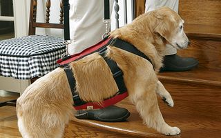 Orvis Lift Assist Dog Harness 4Y0HM1FD_100pc