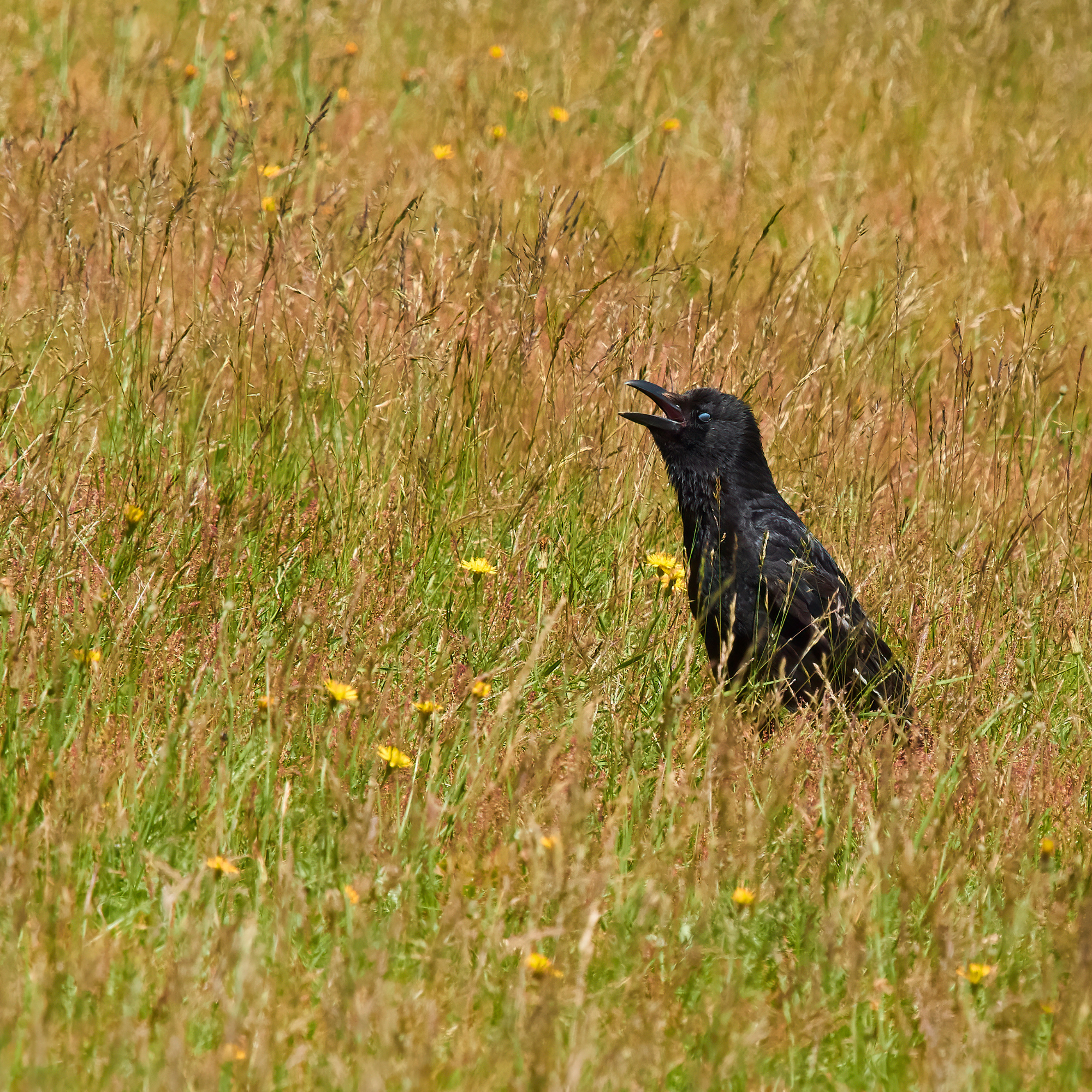 Panting crow in a meadow.