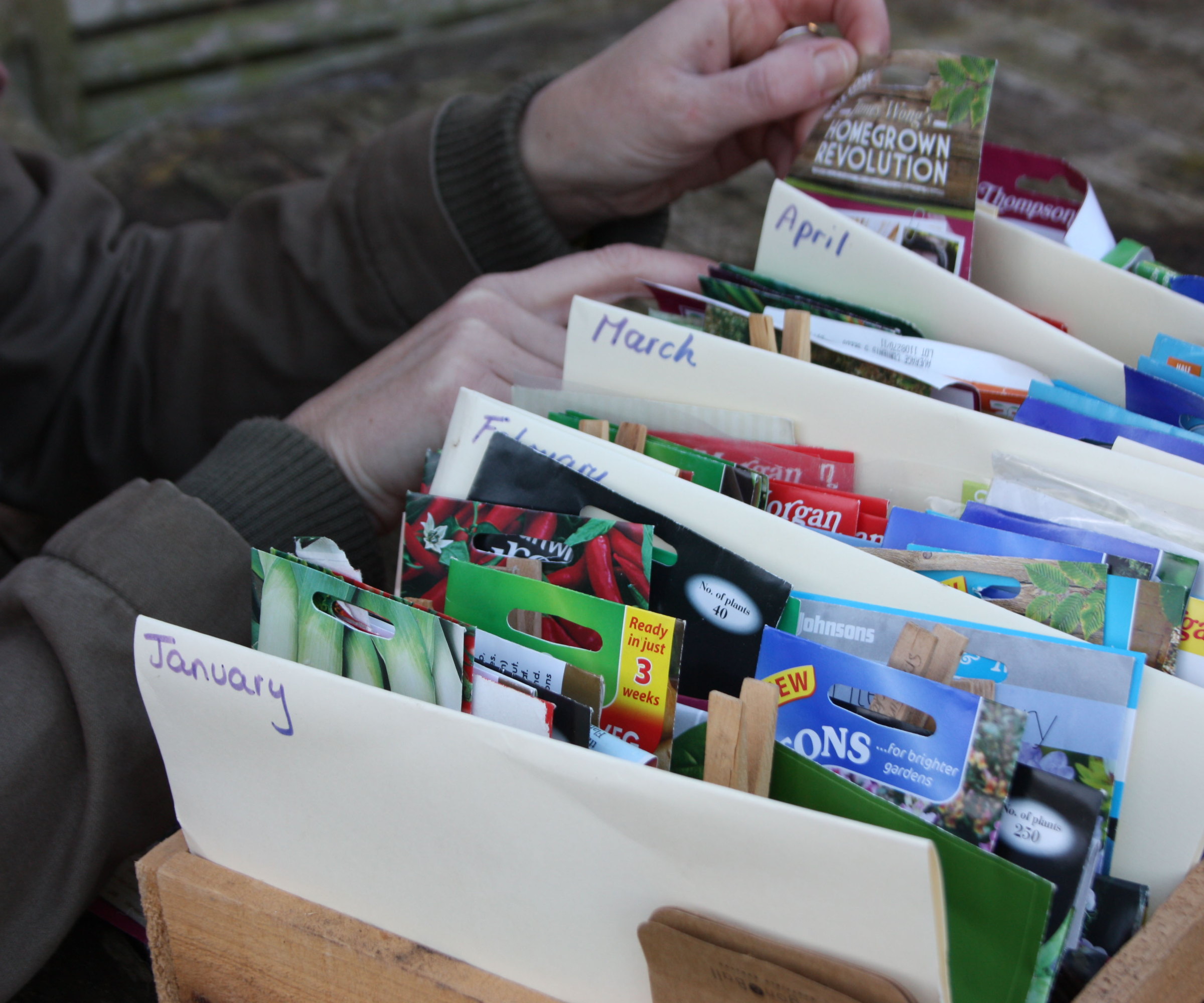 A gardener checking through old seed packets arranged with monthly dividers