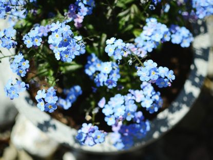 How to Plant and Grow Forget-Me-Not Flowers