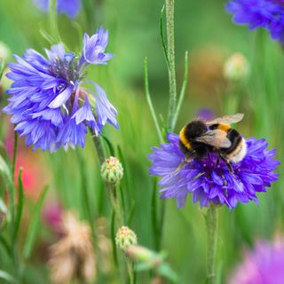 bee pollinating blue flower garden