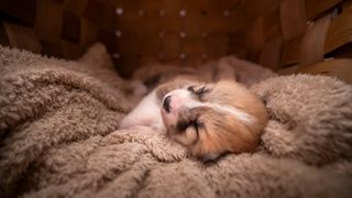 Puppy sleeping