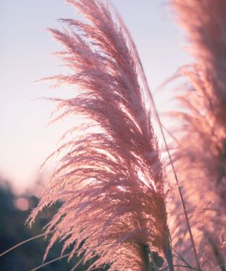 pink pampas grass plumes