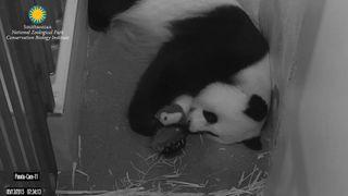 Bei Bei sleeps with his paw covering his eyes — a position his father, Tian Tian (tee-YEN tee-YEN), and sister Bao Bao also prefer.