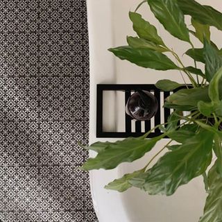 white wall with wallpaper on wall and leaf