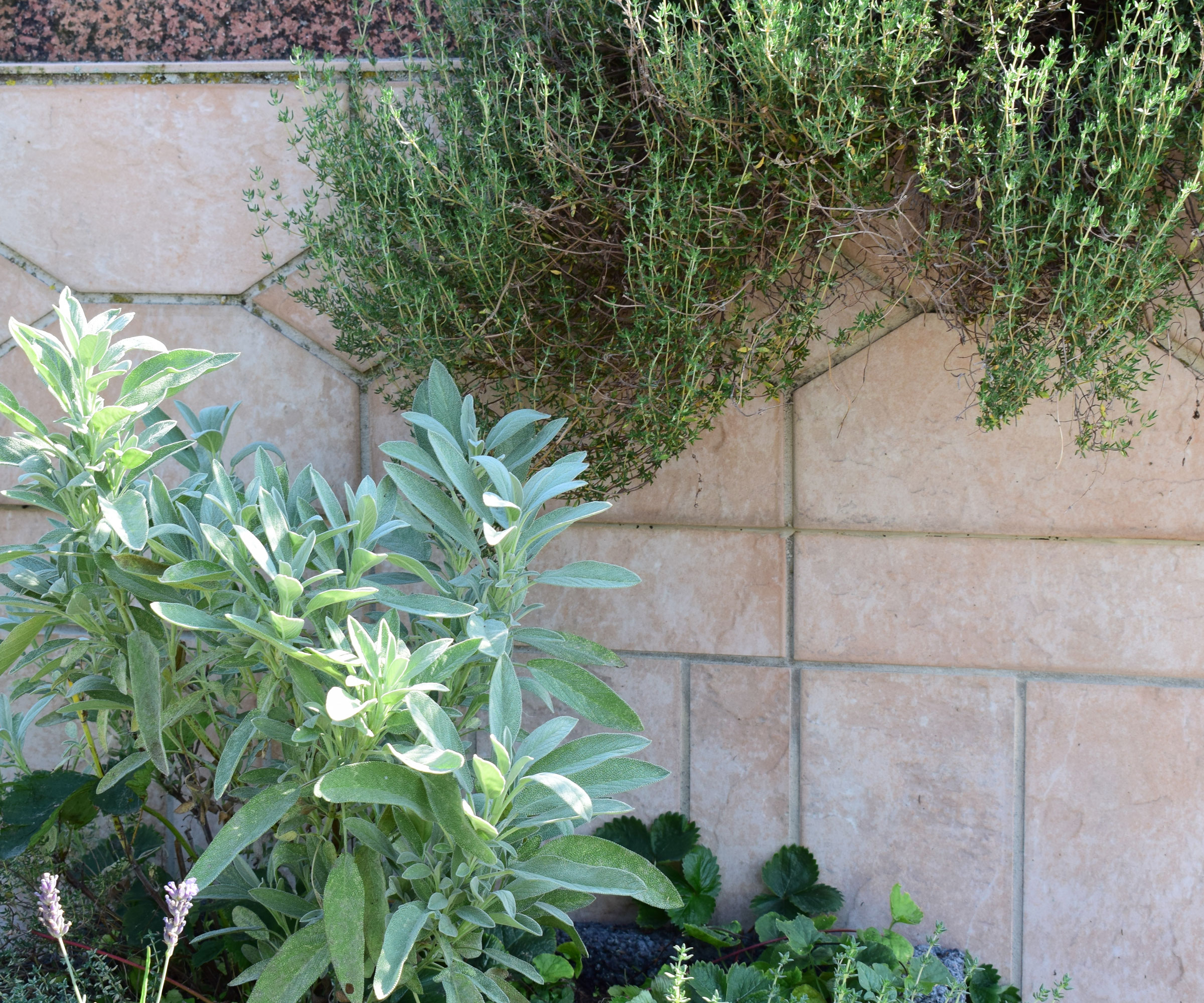 silver sage and thyme growing against stone wall