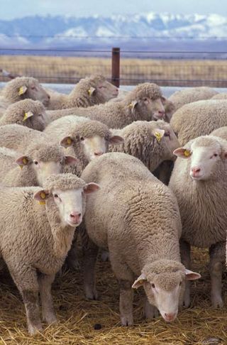 Research flock at the U.S. Sheep Experiment Station near Dubois, Idaho.