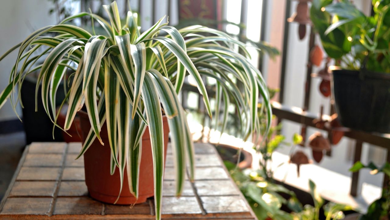 A spider plant on a table on a balcony with indirect sunlight