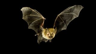 A Townsend's big-eared bat.