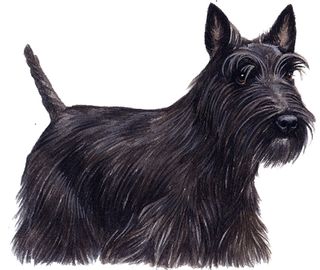 Scottish terrier