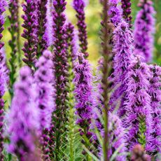 liatris plants with large purple flower heads