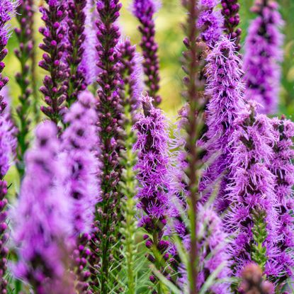 liatris plants with large purple flower heads