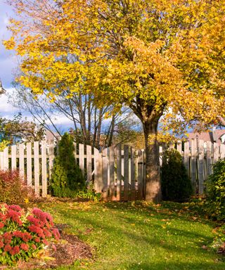 backyard tree and fence