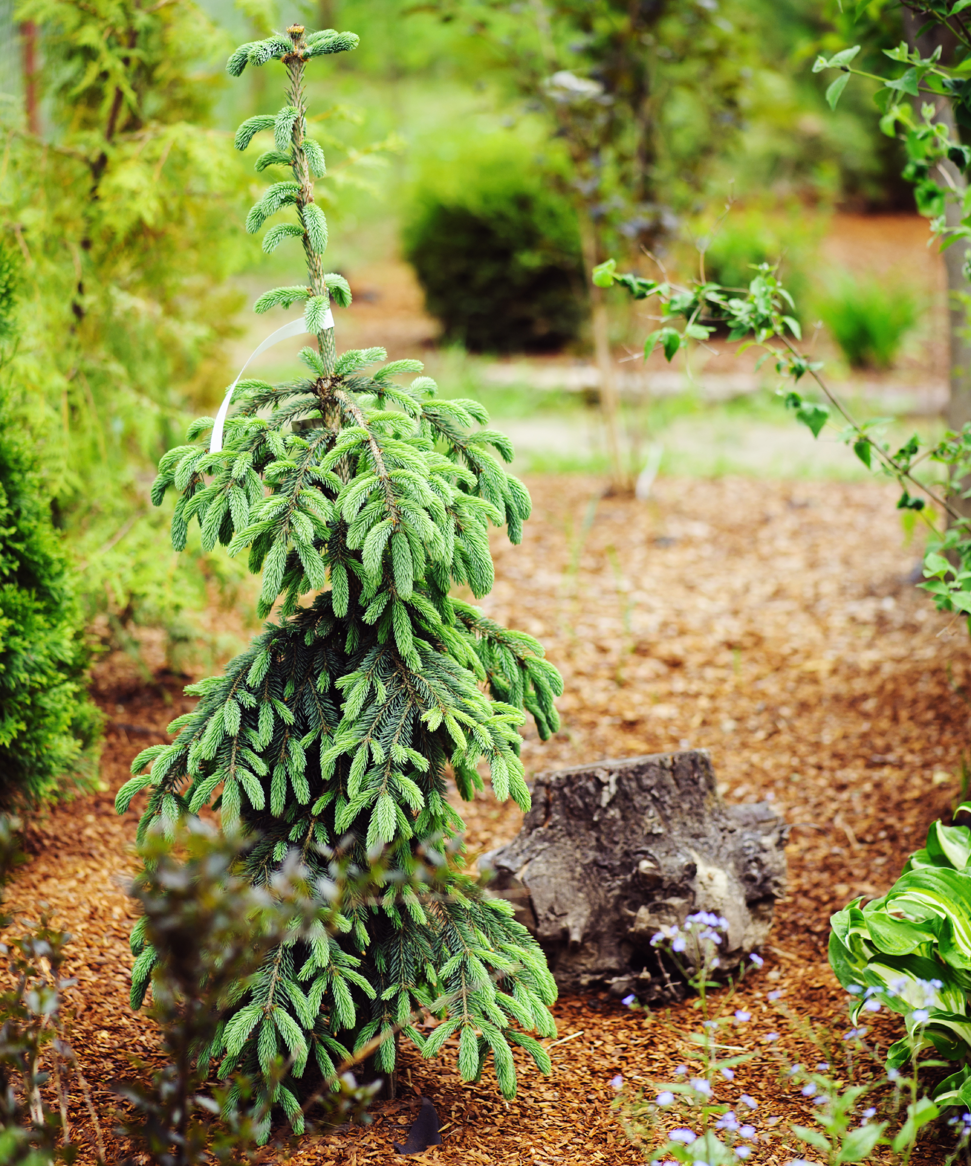 weeping white spruce in garden