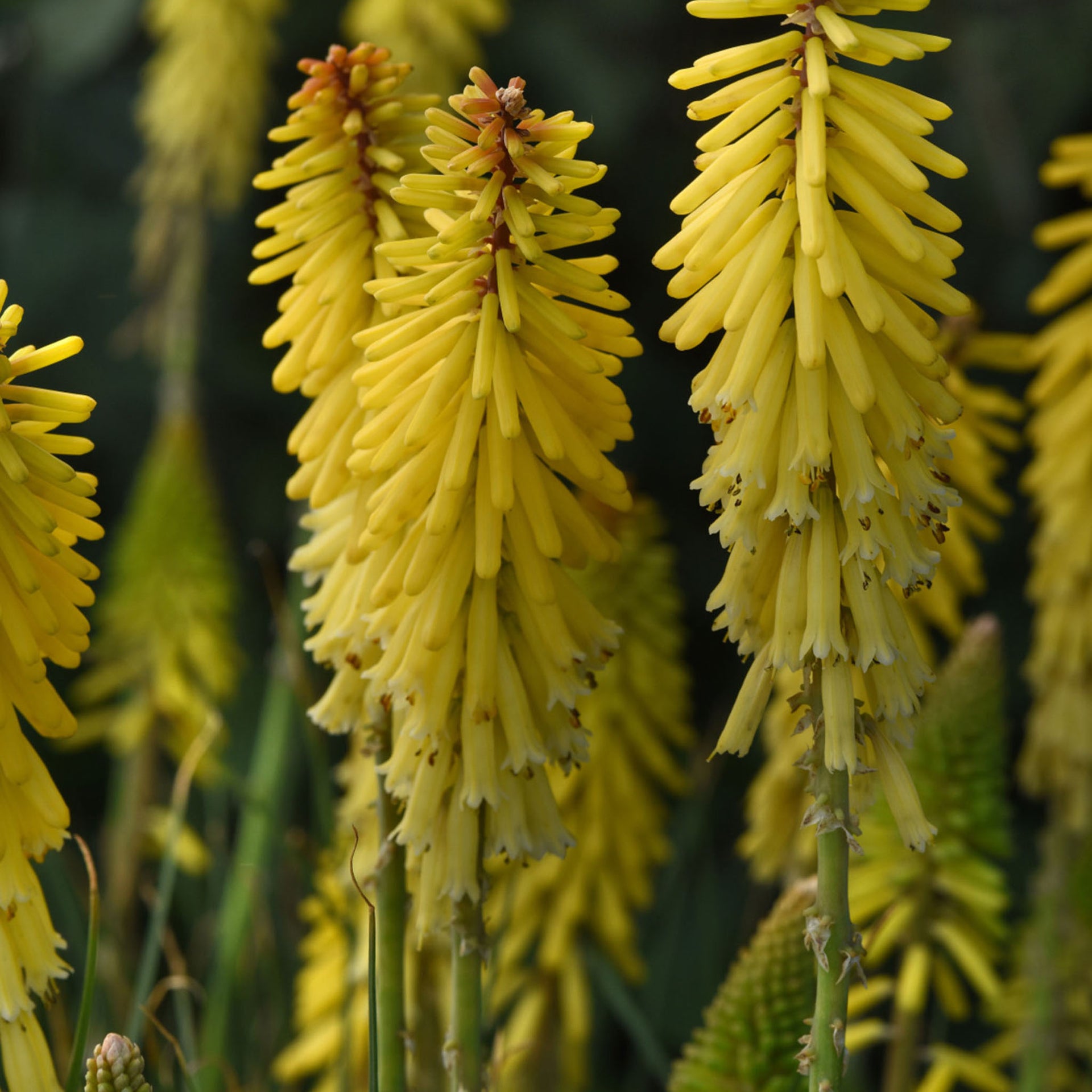 Glowstick Kniphofia - 1 Plant