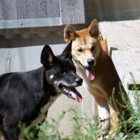 A male dingo named Brumby and his sister Elsey are now on display at the Cleveland Zoo. 