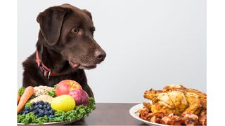 Can a dog be vegan?