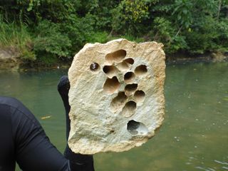 This rock has 12 burrows in it that were made by limestone-eating shipworms.