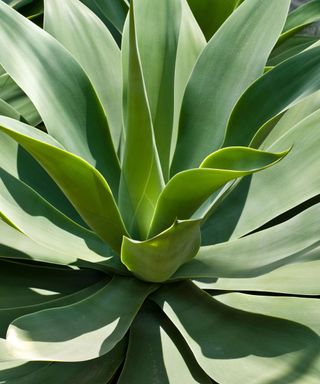 Agave attenuata plant