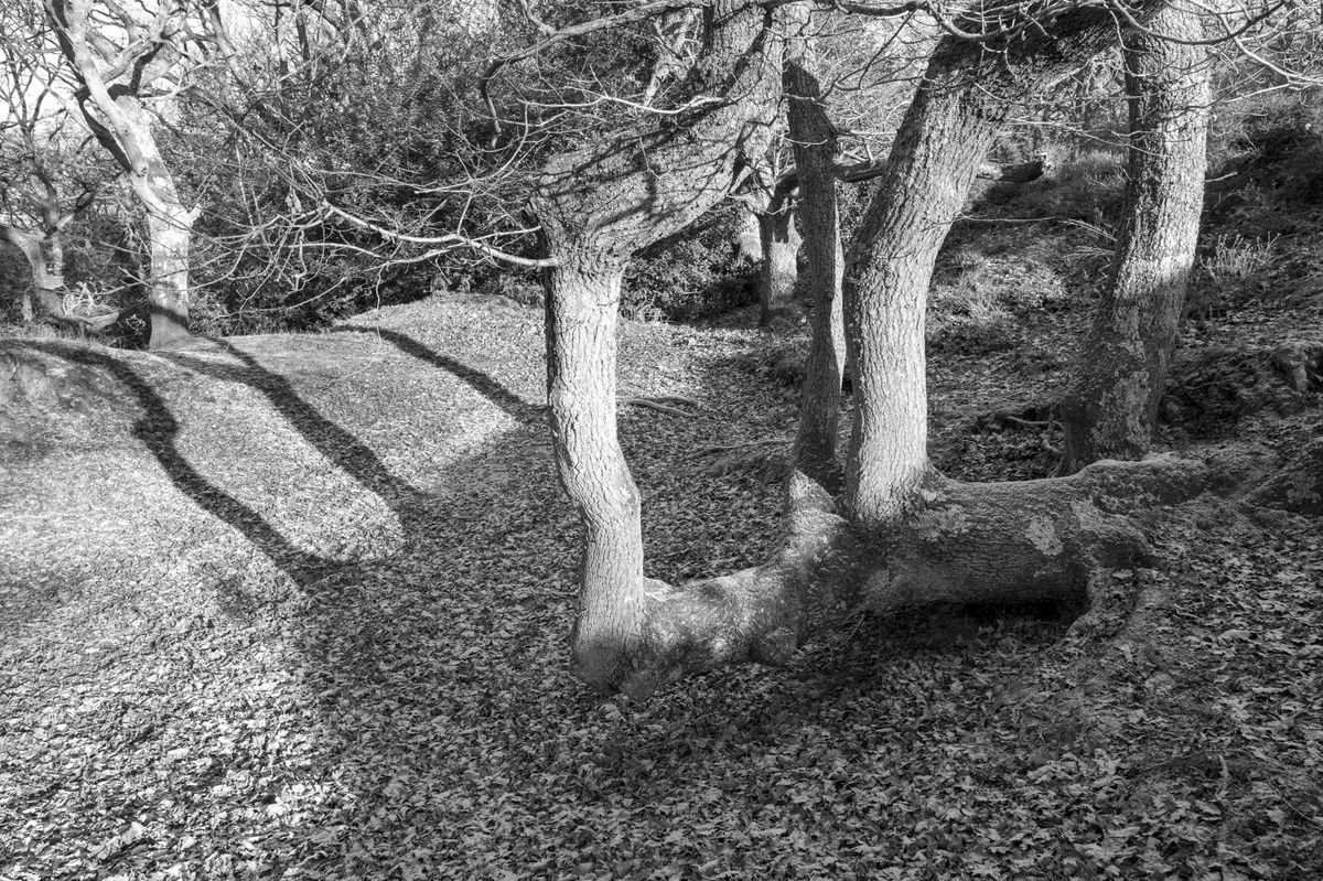 Leica Q3 Monochrom sample gallery: gnarled trees in a common