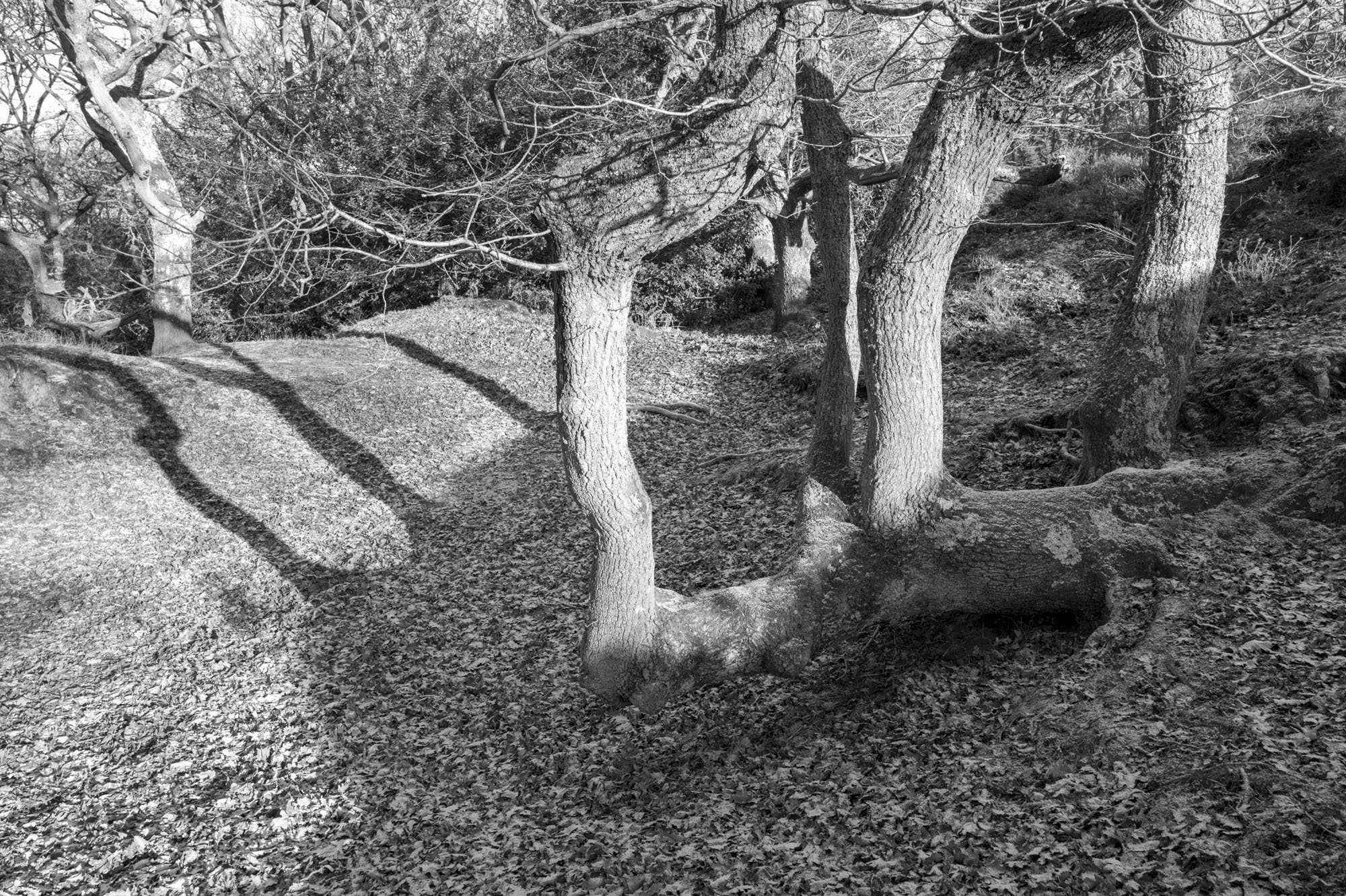 Leica Q3 Monochrom sample gallery: gnarled trees in a common