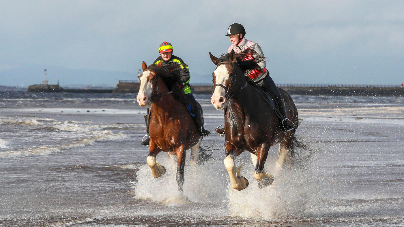 Clydesdale horses being ridden on the beach