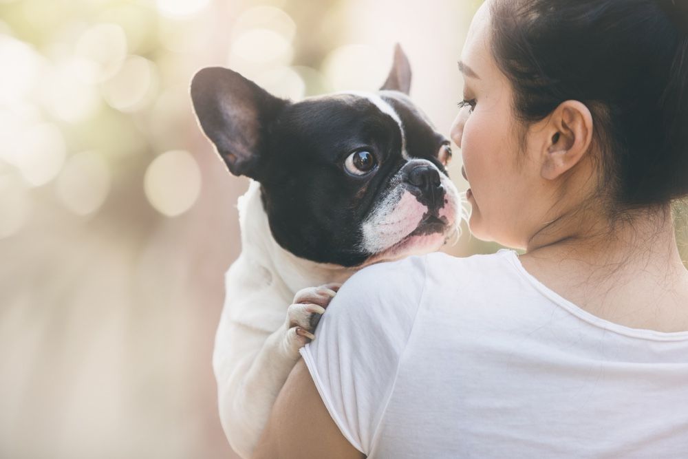 A French bulldog with its owner.