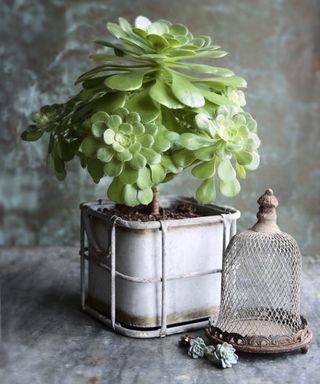 succulent plant in a decorative plant pot