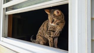 Savannah cat sitting in the window