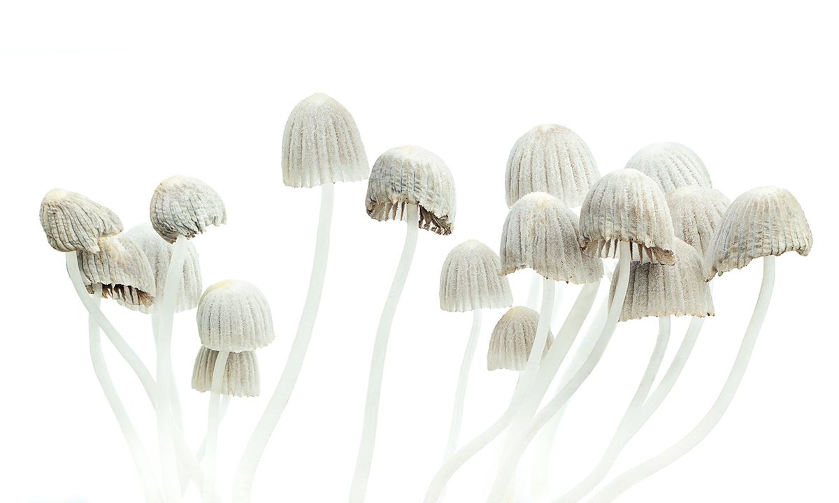 Psilocybin: An introduction to Magic Mushrooms