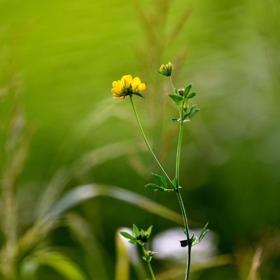 Fenugreek Plant History | Gardening Know How