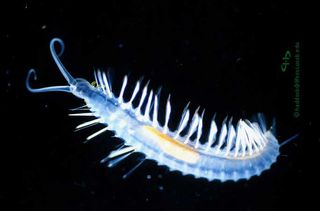 Swima bombiviridis segmented worm