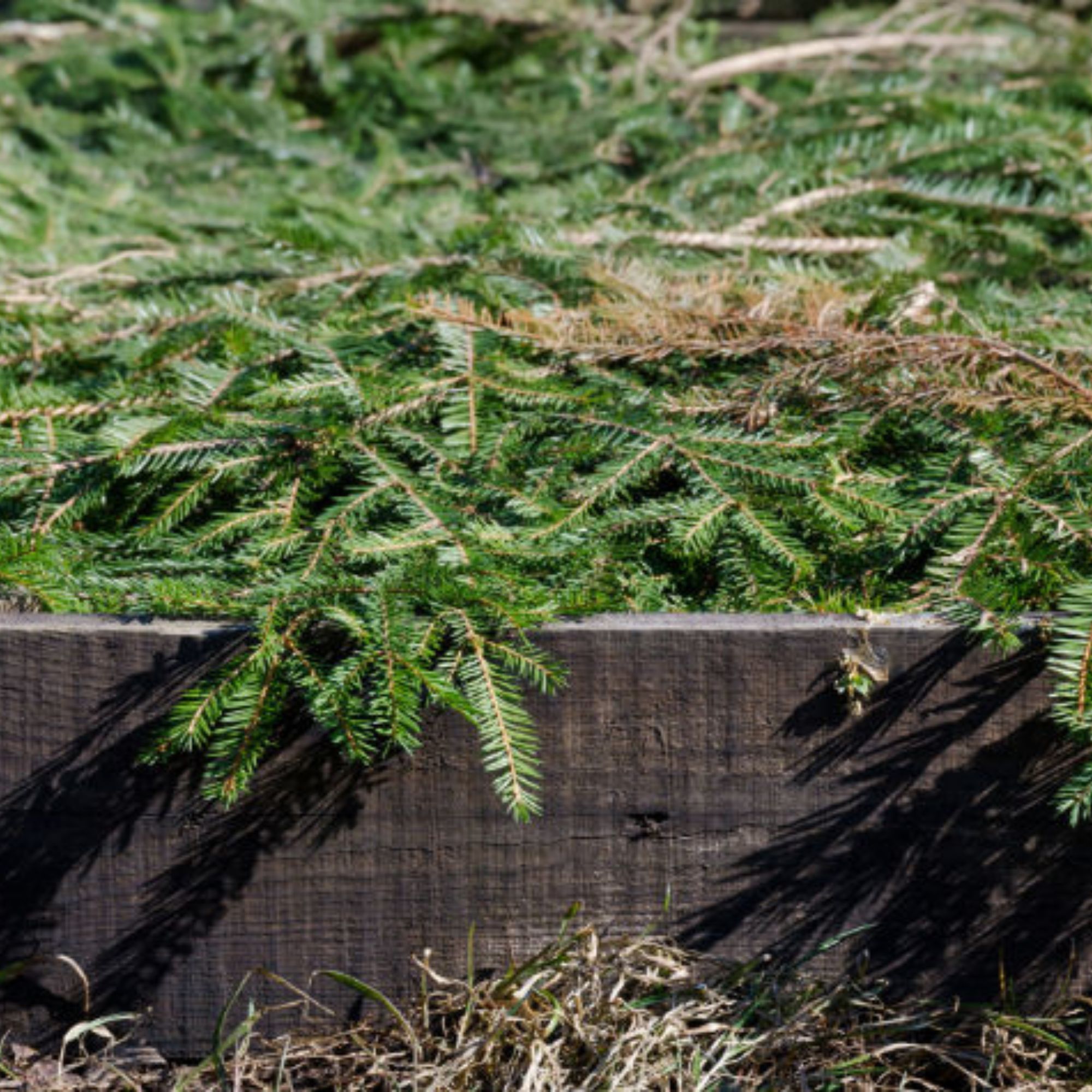 Christmas tree mulch