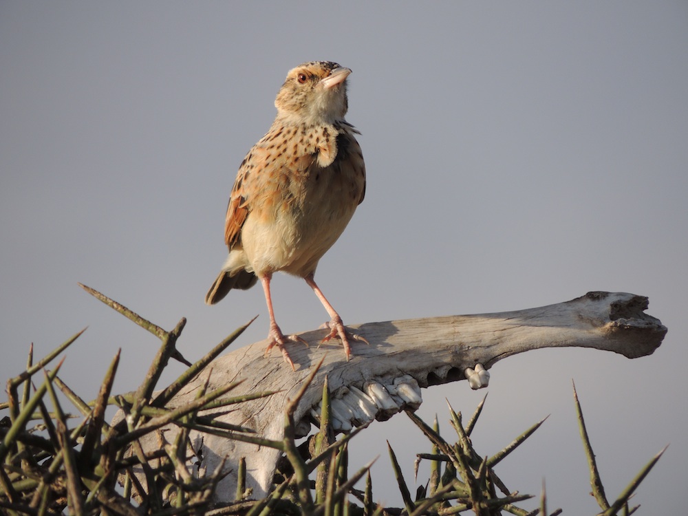Bird perching on a jawbone